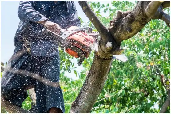 tree services Jacksonboro